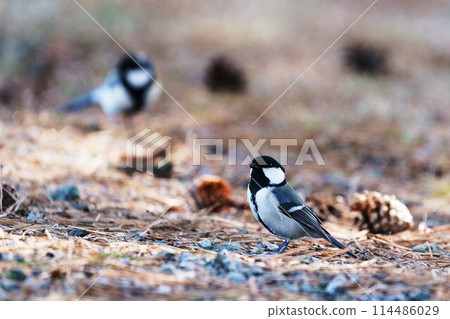 Great tit "Wild bird" 114486029