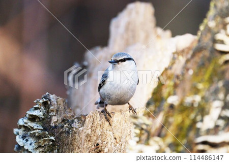Nuthatch "Wild Bird" 114486147
