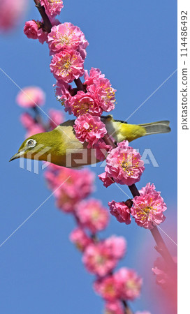 White-eye in the red plum blossoms in full bloom (dynamic image) (spring image) 114486492