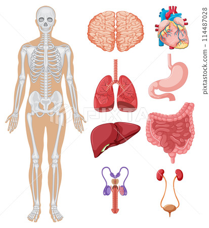 Human Anatomy Educational Vector Illustration Human Anatomy Educational Vector Illustration 114487028