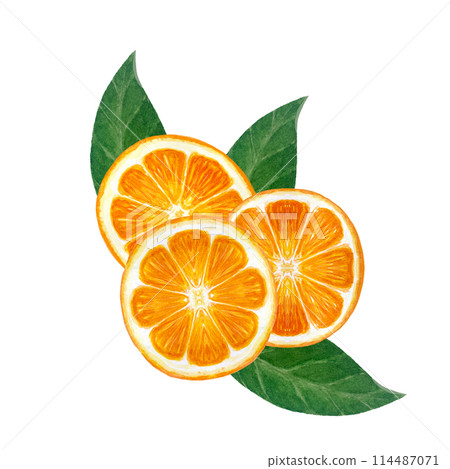 Orange fruit, mandarine slice with green leafs watercolor composition isolated on white. High quality hand drawn art for food design, packages, restaurant menu, natural organic food, logo and decor 114487071