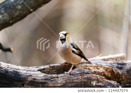 Shime "Wild Bird" 114487074