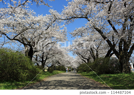 Cherry blossom trees in the Kitakami Katsuji area 114487104