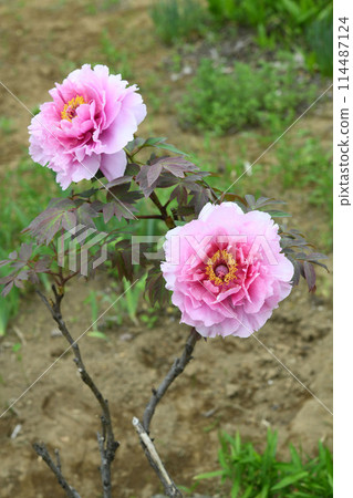 牡丹花 114487124