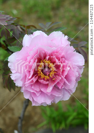 Peony flower Peony flower 114487125