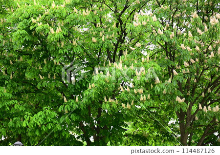 Early summer chestnut 114487126