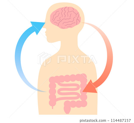 壓力如何導致胃痛以及大腦和腸道之間的關係。腦腸相關性的例證。 114487157