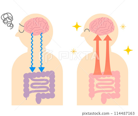 壓力如何導致胃痛以及大腦和腸道之間的關係。腦腸相關性的例證。 114487163