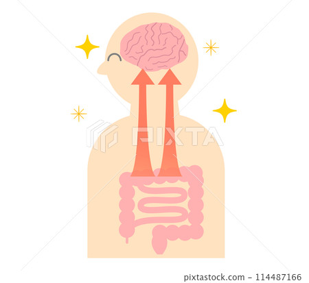 壓力如何導致胃痛以及大腦和腸道之間的關係。腦腸相關性的例證。 114487166