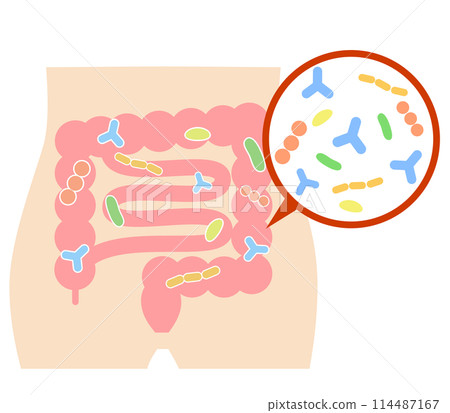 生活在大腸和腹部的腸道細菌的圖示 114487167