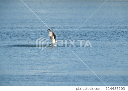 狩獵Osprego 狩獵Osprego 114487203