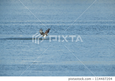 狩獵Osprego 狩獵Osprego 114487204