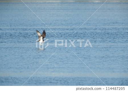 狩獵Osprego 114487205