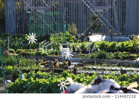 Neighborhood vegetable garden 114487218