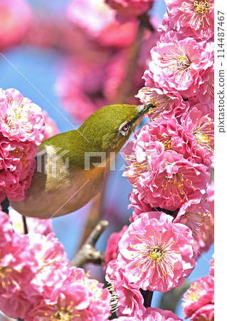 A white-eye on a red plum blossom in full bloom (spring image) (heartwarming image) A white-eye on a red plum blossom in full bloom (spring image) (heartwarming image) 114487467