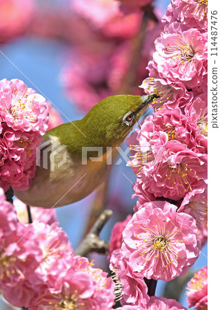 A white-eye on a red plum blossom in full bloom (spring image) (heartwarming image) 114487476