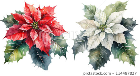 一品紅與水彩觸感的插圖 114487827