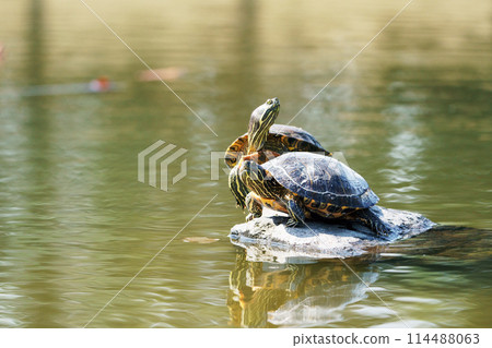 入侵種密西西比紅耳龜 114488063