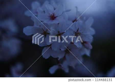 Cherry Blossoms Cherry Blossoms 114488131