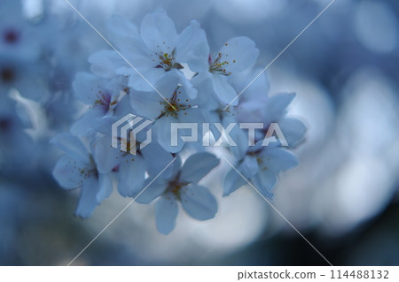 Cherry blossom Cherry blossom 114488132