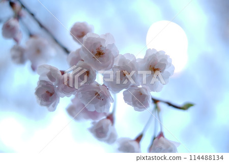 發光在春天藍天的櫻花 114488134