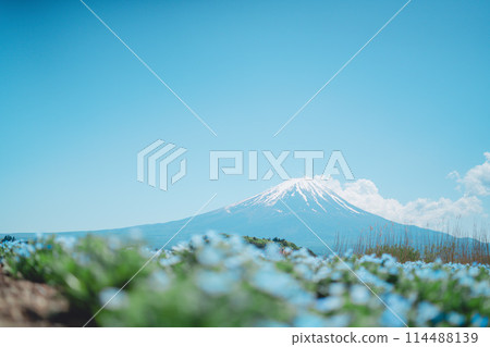 富士和Nemophila 富士和Nemophila 114488139