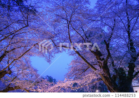 青森縣弘前城的中心櫻花在黃昏時分點燈開始 114488253