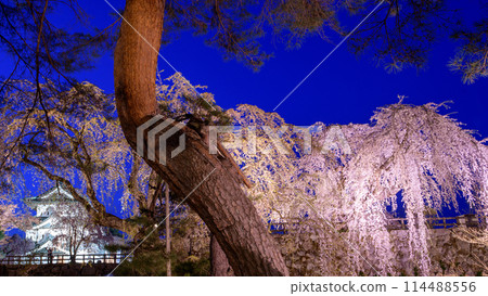 青森縣弘前城夜景、燈火通明的城堡塔樓和大瀧櫻花的壯麗景色 114488556