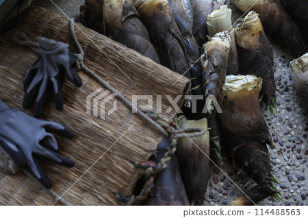 春天，我們收穫竹筍 114488563