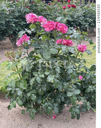 Rose of pink color Rose of pink color 114488585