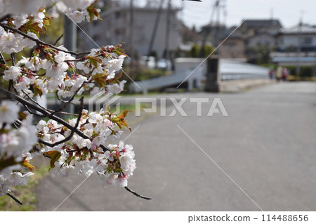 School road with cherry blossoms / Scenery of a school road with cherry blossoms in full bloom (elementary school and junior high school) 114488656