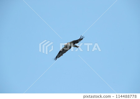Flight of the Osprego Flight of the Osprego 114488778