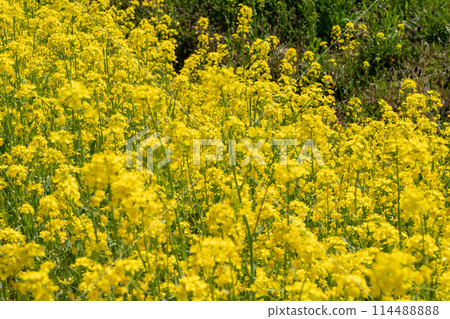 Yellow rapeseed flowers blooming in spring 114488888
