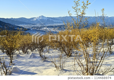 Snow on the summit of Mt. Hodo in Nagatoro Town, the blooming wintersweet garden, and Mt. Buko Snow on the summit of Mt. Hodo in Nagatoro Town, the blooming wintersweet garden, and Mt. Buko 114488974