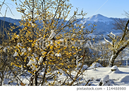 長瀞町寶登山山頂積雪綻放的露梅花園的武古山 114488980