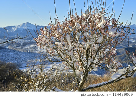 長瀞町寶登山山頂的武甲山,白雪覆蓋,梅樹盛開 長瀞町寶登山山頂的武甲山,白雪覆蓋,梅樹盛開 114489009