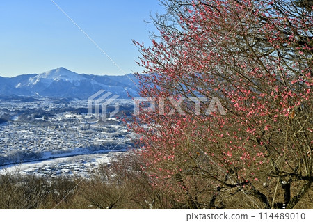 Snow on the summit of Mt. Hodo in Nagatoro Town, blossoming plum trees on Mt. Buko 114489010