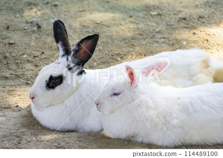 Cuddling rabbits 114489100
