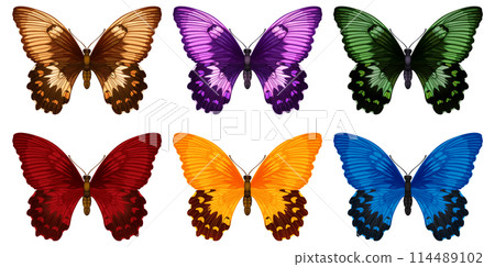 Colorful Butterfly Collection Vector Illustration Colorful Butterfly Collection Vector Illustration 114489102