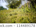 Grass bathed in sunlight 114489178