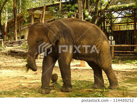 Thai Elephant 114489252