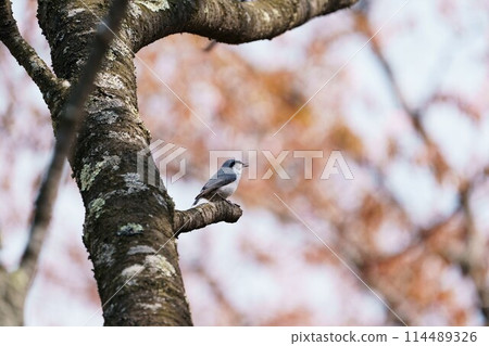 A wild bird singing on the branch of a cherry tree 114489326
