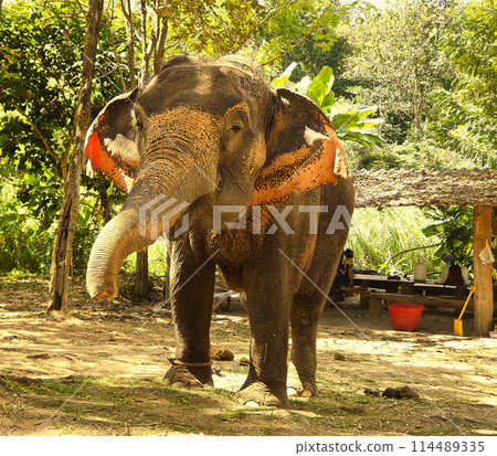Thai Elephant 114489335