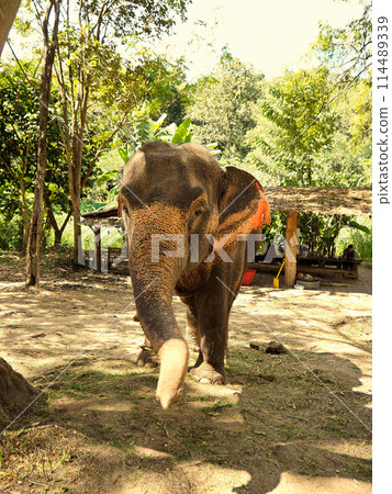 泰國大象 114489339