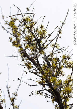 spring, cornelian cherry blossoms. 114489406