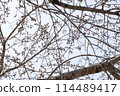 Spring, Cherry Trees Branches 114489417