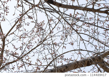 Spring, Cherry Trees Branches 114489417