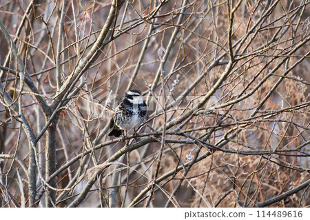 Thrush in the bush 114489616
