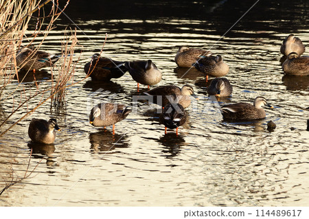 寒冷冬日早晨河中的斑嘴鴨 114489617
