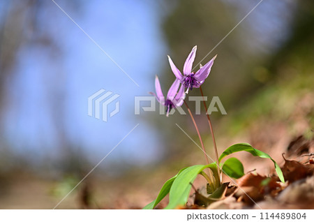 卡塔庫栗花盛開,預示著春天的到來。 卡塔庫栗花盛開,預示著春天的到來。 114489804